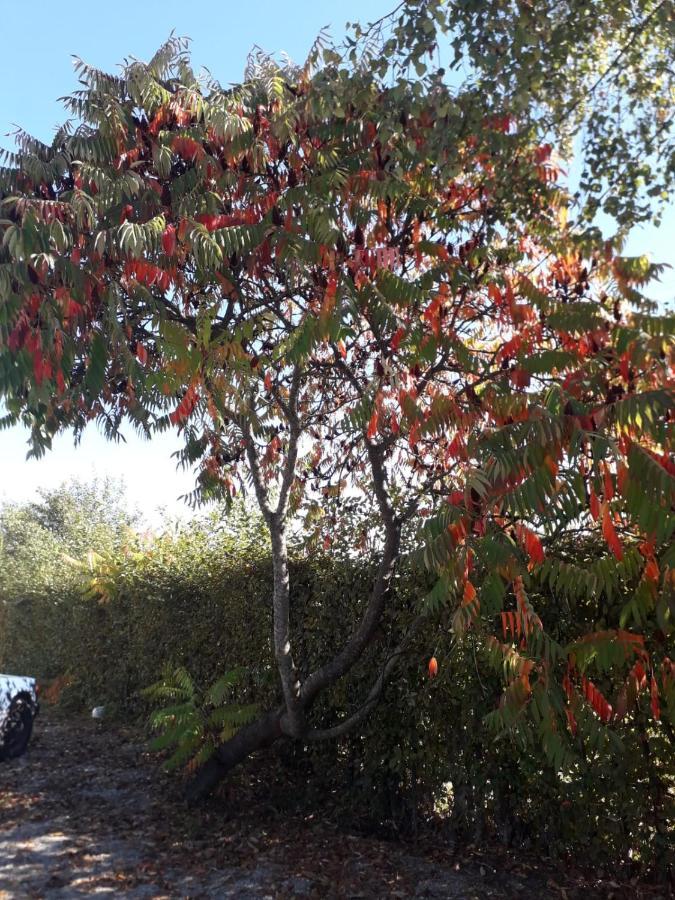 Vila Tadi Villa Avrig Esterno foto